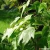 Acer ginnala -- Feuer-Ahorn